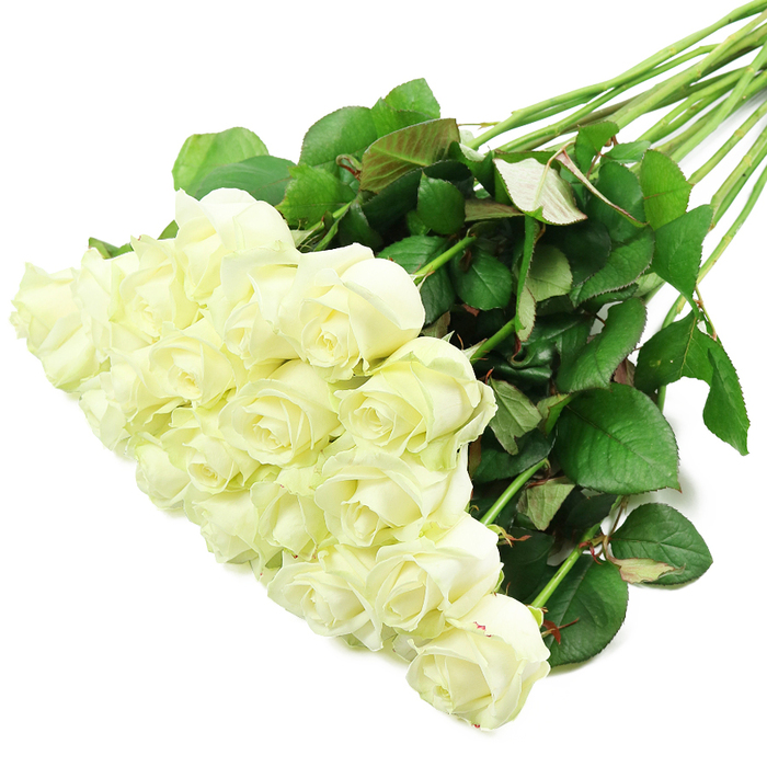 white_roses1.jpg